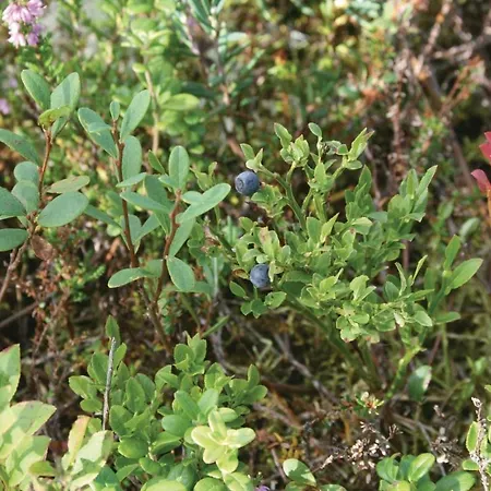 بيت للعطل Stunning In With Sauna *